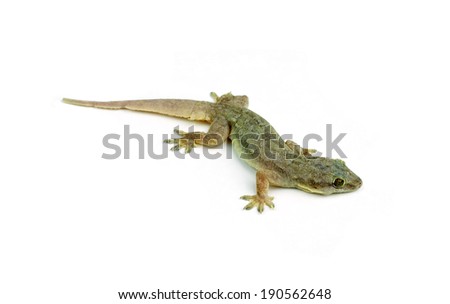 Gecko