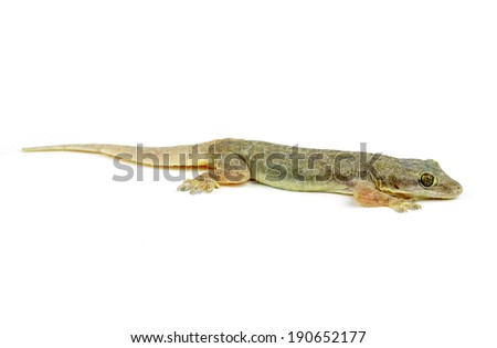 Gecko