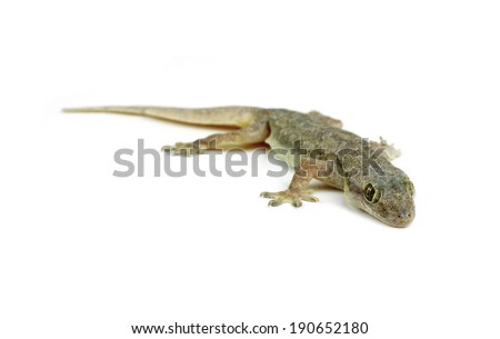 Gecko