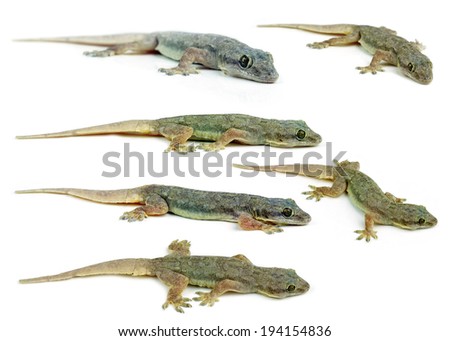 Gecko
