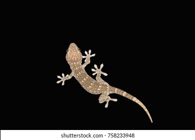 Gecko gecko from Asia