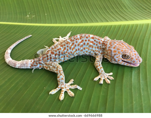 tokek gecko