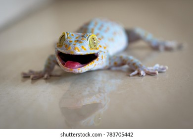 Gecko Cebu City Philippines Stock Photo 783705442 | Shutterstock