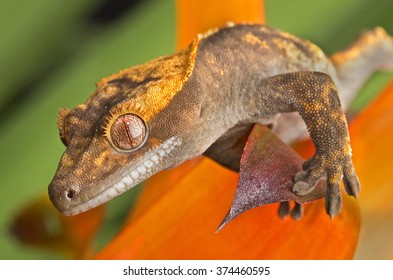 Crested Gecko Side Profile Stock Photo 167177657 | Shutterstock