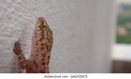 Gecko - Close Up
Amazing Camouflage Animals, Camouflage Lizards
It's Also Called Mediterranean House Gecko, Akdeniz Sakanguru, Pacific House Gecko, Wall Gecko, House Lizard