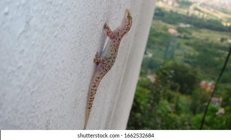 Gecko - Close Up
Amazing Camouflage Animals, Camouflage Lizards
It's Also Called Mediterranean House Gecko, Akdeniz Sakanguru, Pacific House Gecko, Wall Gecko, House Lizard