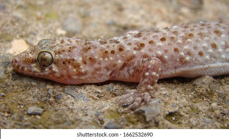 Gecko - Close Up
Amazing Camouflage Animals, Camouflage Lizards
It's Also Called Mediterranean House Gecko, Akdeniz Sakanguru, Pacific House Gecko, Wall Gecko, House Lizard