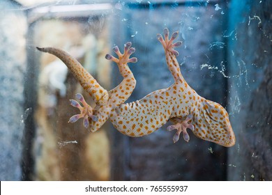 Gecko Closeup Feet Animal
