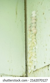 gecko egg stick on bathroom wall in house
 