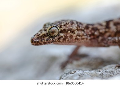 Gecko Hemidactylus Turcicus From Crete, Greece