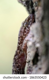 Gecko Hemidactylus Turcicus From Crete, Greece