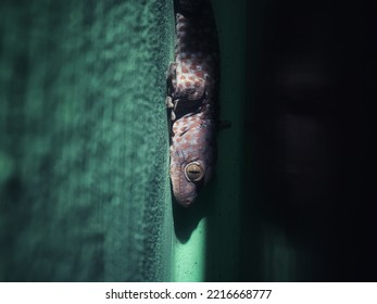 Gecko Hiding Behind The Wall