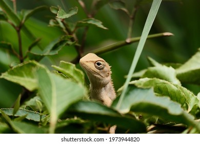 A Gecko Hiding From The Camera