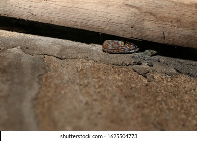 Gecko Hiding In The House Wall.