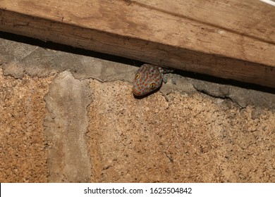 Gecko Hiding In The House Wall.