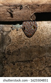 Gecko Hiding In The House Wall.