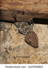 Gecko Hiding In The House Wall.