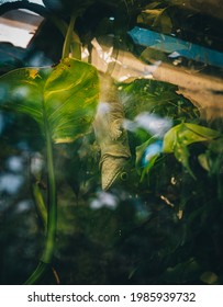 Gecko Hiding In Leaves In Zoo