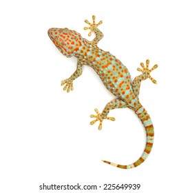 Gecko Isolated On White Background