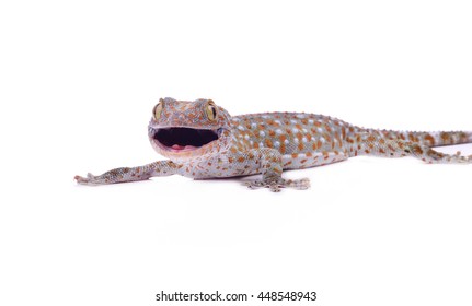 Gecko Isolated On White Background