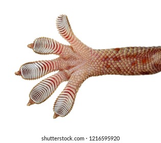 Gecko leg, Fingers Gecko Close up on glass isolated on isolated on white background