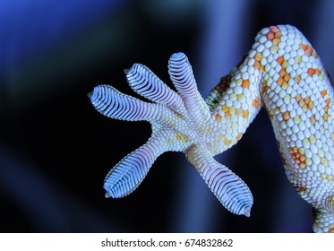 Konsulat se specielt Gecko Foot Images, Stock Photos & Vectors | Shutterstock