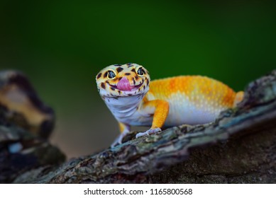 Smiling Leopard Gecko Images Stock Photos Vectors - 