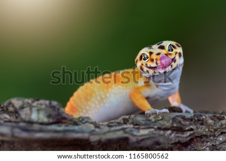 The gecko leopard is smiling funny