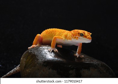 Gecko, Lizard, Leopard Lizard Gecko