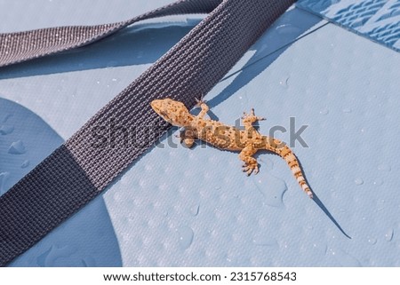Gecko lizard on a supboard in open sea