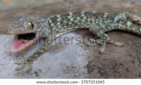 Gecko is lizard that unique for vocalisation. Rural area Indonesia.