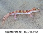 Gecko LIzard Walking in the Desert Sand - Desert Banded Gecko, Coleonyx variegatus