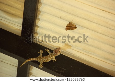 Gecko looking butterfly on the ceiling roof.