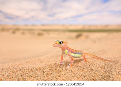 Gecko from Namib sand dune, Namibia. Pachydactylus rangei, Web-footed palmato gecko in the nature desert habitat. Lizard in Namib desert with blue sky with clouds, wide angle. Wildlife nature.