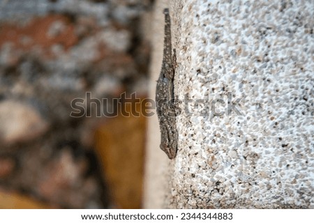 Gecko on a granite bench, camouflaged.