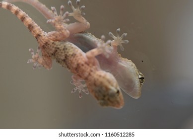 sund fornuft greb mord Gecko paw Images, Stock Photos & Vectors | Shutterstock