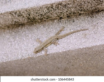 Gecko on the wall - Shutterstock ID 106445843