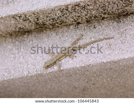 Gecko on the wall
