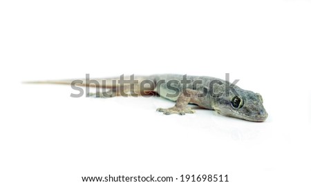 Gecko  on white background