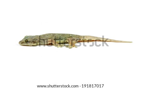 Gecko  on white background