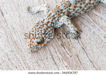 gecko on wood