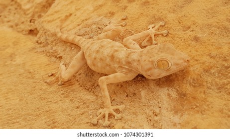 Gecko Phyllodactylidae Reptile With Sand Skin Camouflage 