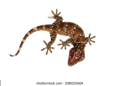 Gecko Red stripes on against white background