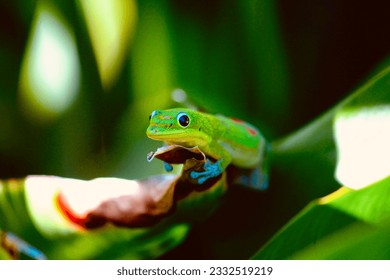 Gecko resting on a leaf in Kilua-Kona, Hawaii  - Powered by Shutterstock