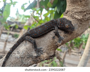 a gecko resting on a tree branch - Powered by Shutterstock