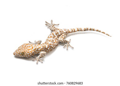 Similar Images Stock Photos Vectors Of A Baby Moorish Gecko Also Called The Wall Gecko Tarentola Mauritanica Isolated On White Shutterstock