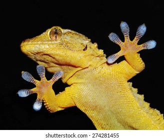 gecko shows his ten adhesive fingers