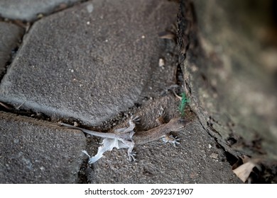 ืnatural Gecko Sticking Out (Thailand)