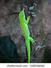 Gecko Sticking Its Tongue Out