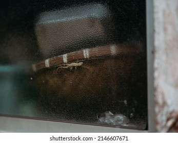 Gecko Sticking To The Window